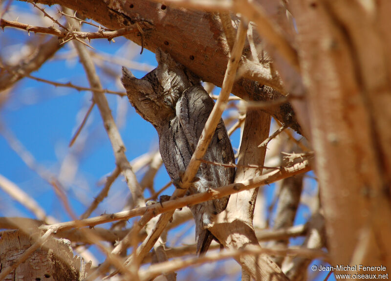 Pallid Scops Owl