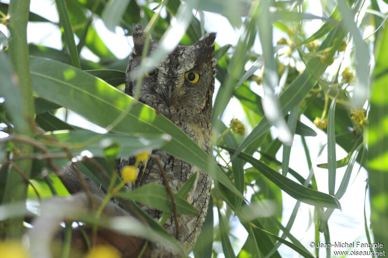 Eurasian Scops Owl male adult