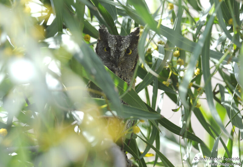 Eurasian Scops Owl male adult