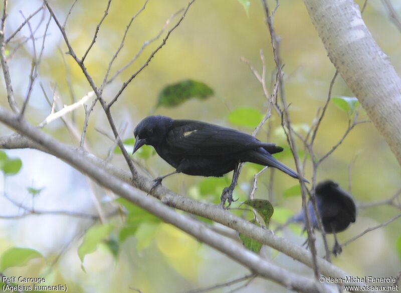 Tawny-shouldered Blackbird