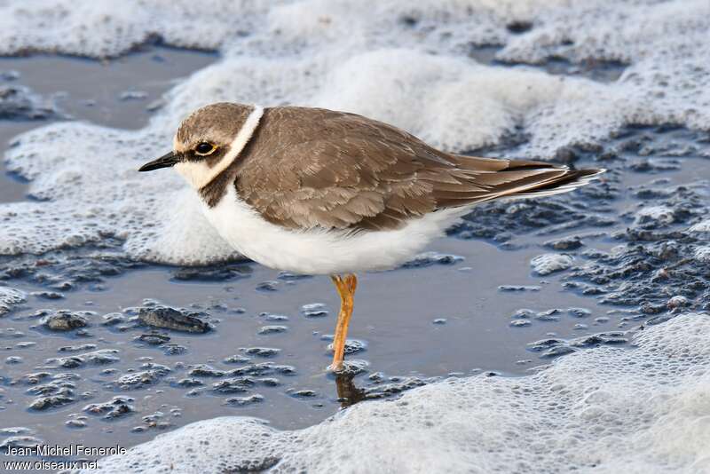 Little Ringed PloverFirst year, identification