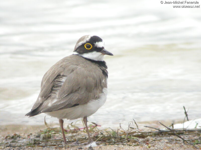 Little Ringed Plover