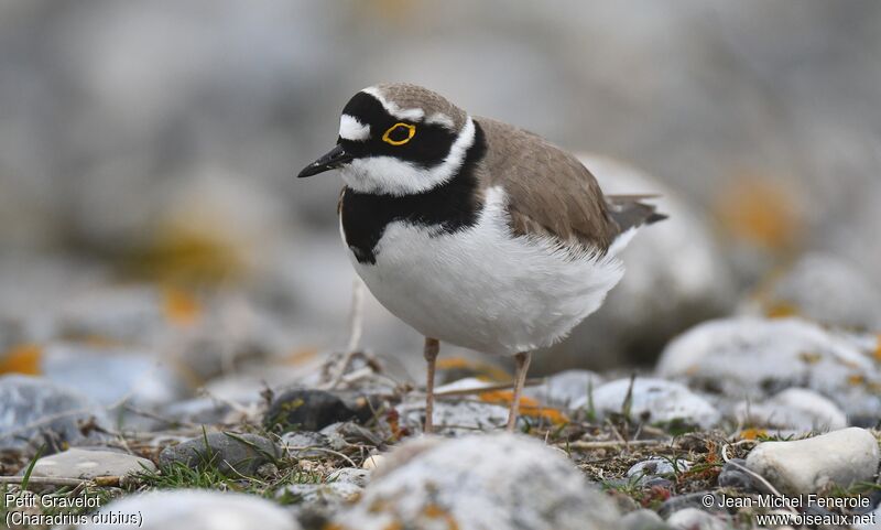 Little Ringed Plover