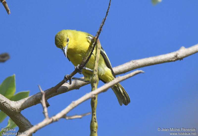 Common Iora