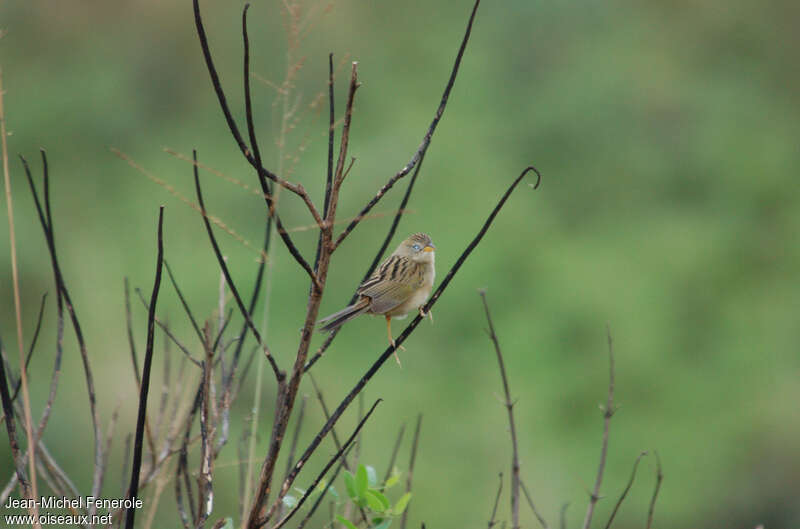 Lesser Grass Finchadult