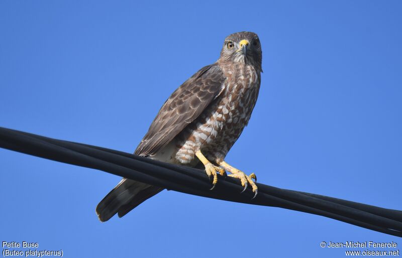 Broad-winged Hawk