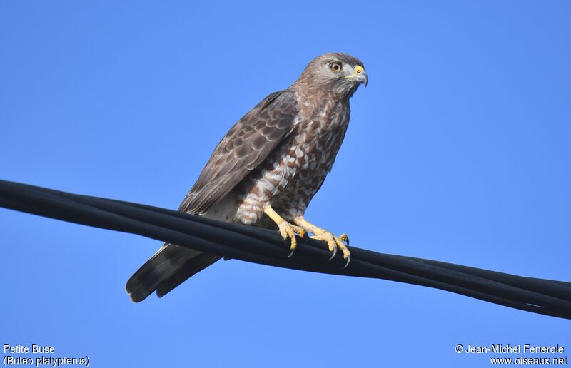 Broad-winged Hawk