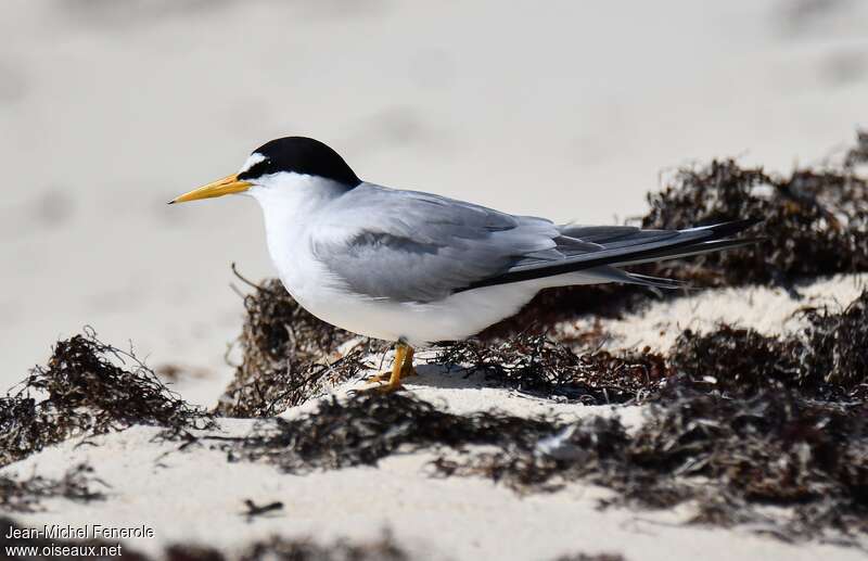 Petite Sterneadulte nuptial, identification