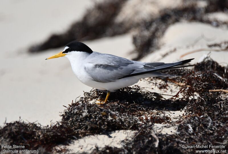 Least Tern