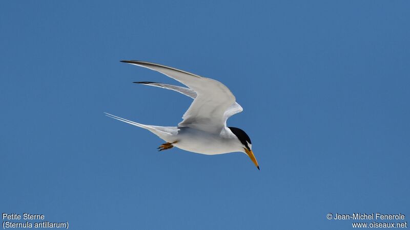 Least Tern