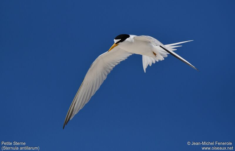 Least Tern