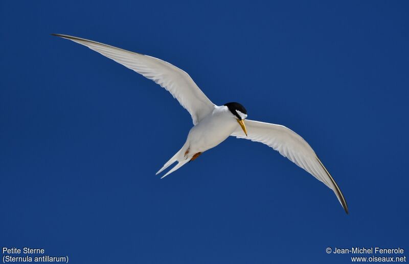 Least Tern