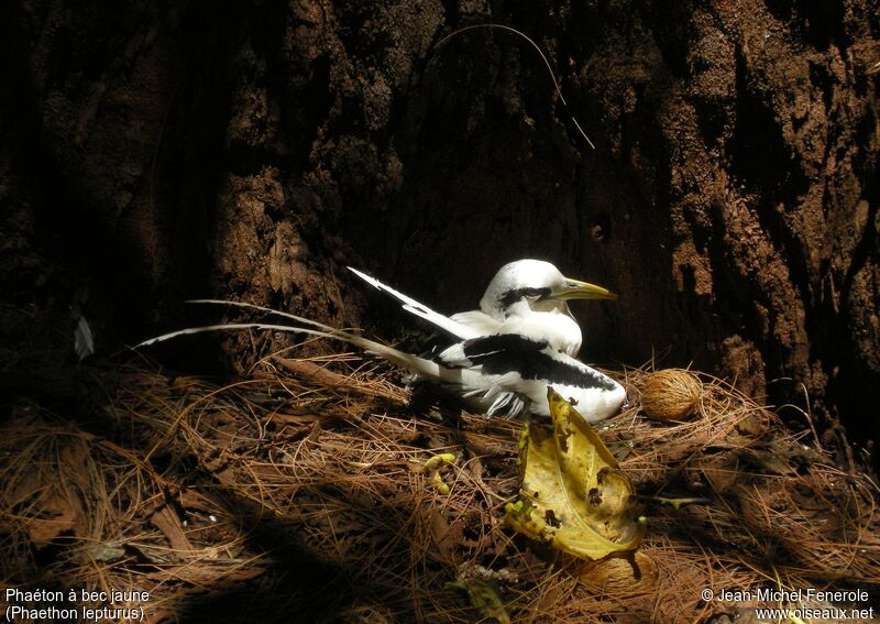 White-tailed Tropicbird