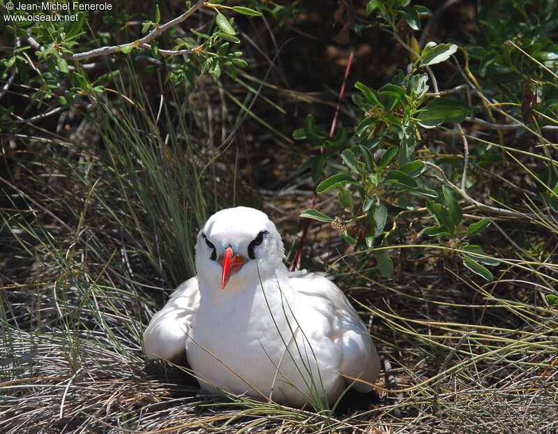 Phaéton à brins rougesadulte nuptial