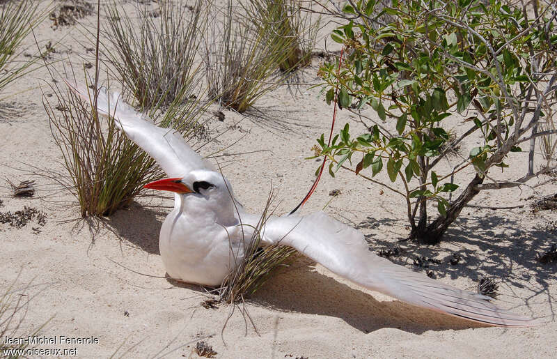 Red-tailed Tropicbirdadult, Behaviour