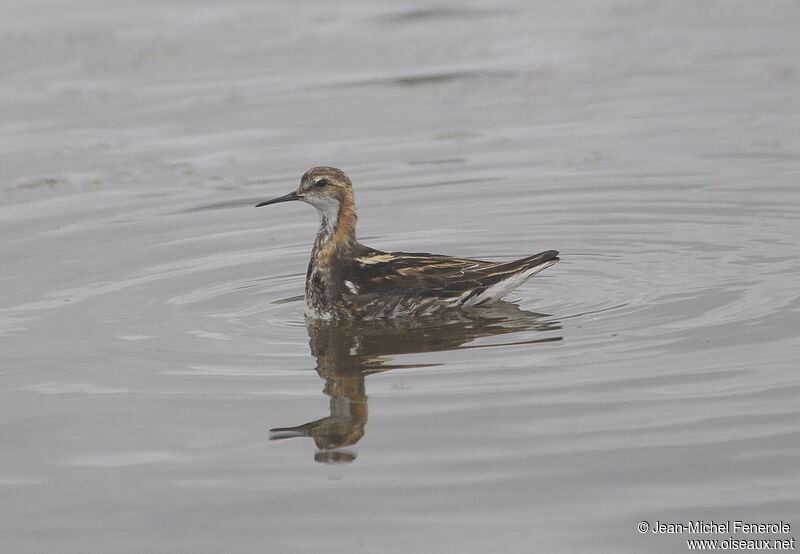 Phalarope à bec étroitadulte transition, identification