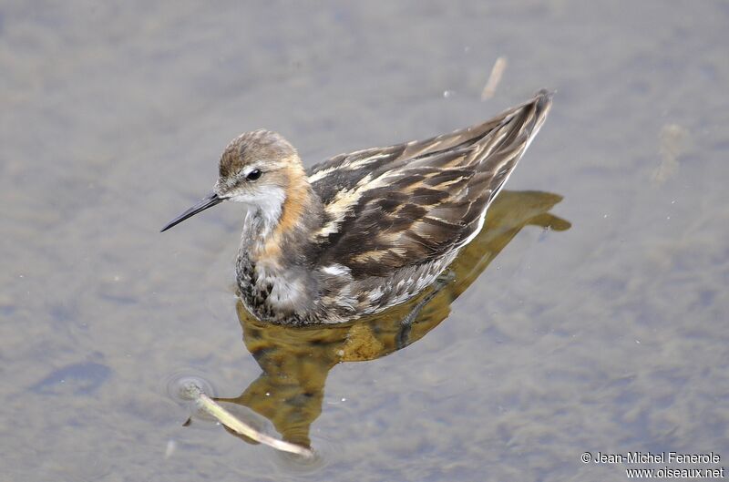 Phalarope à bec étroit