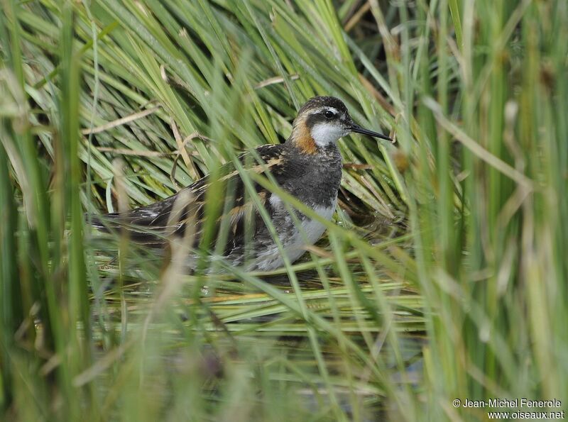 Red-necked Phalarope