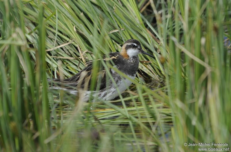 Red-necked Phalarope