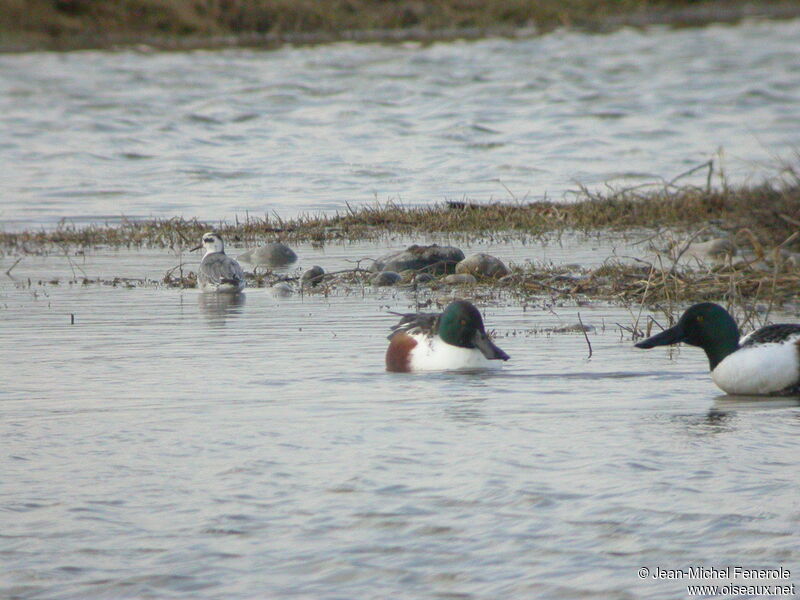 Red Phalarope