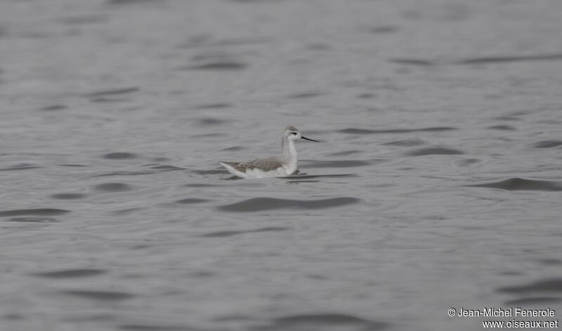 Wilson's Phalarope