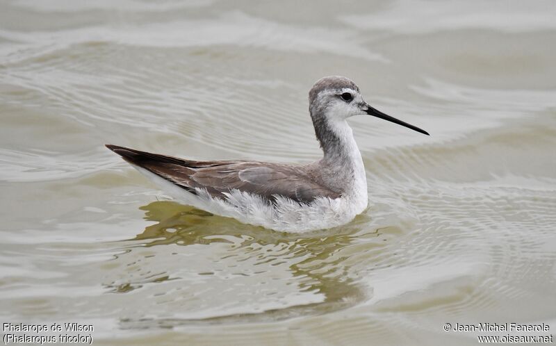 Phalarope de Wilson