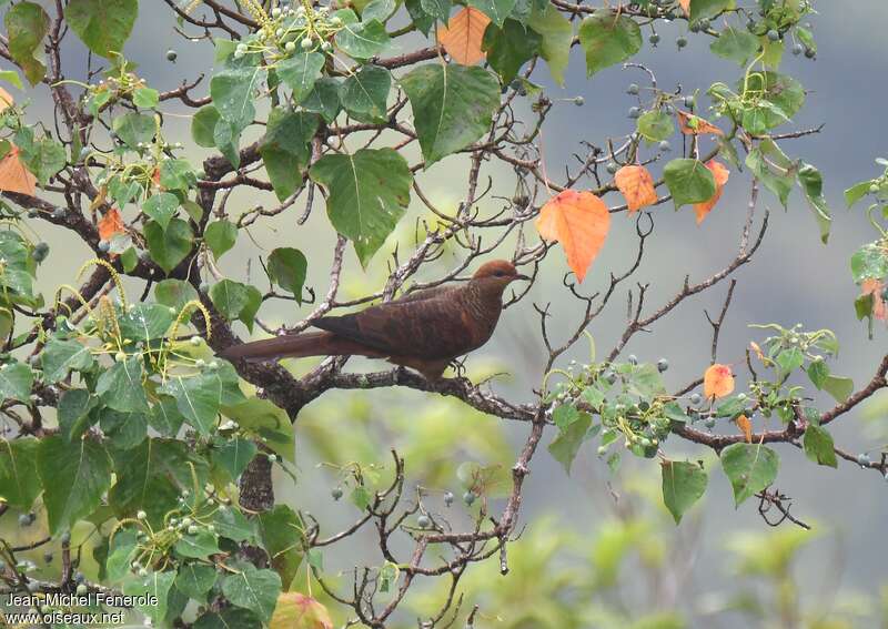 Ruddy Cuckoo-Dove