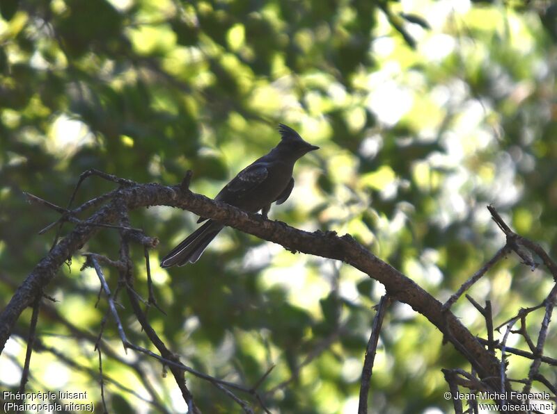 Phainopepla