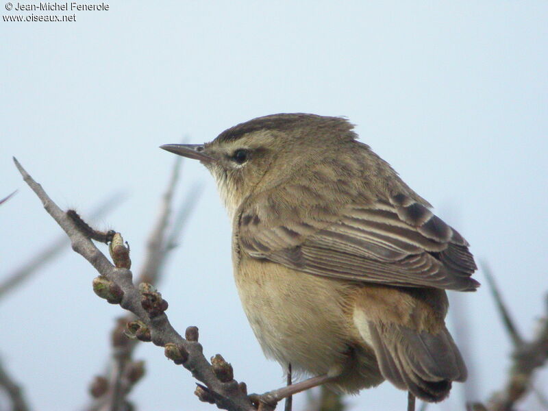 Sedge Warbler