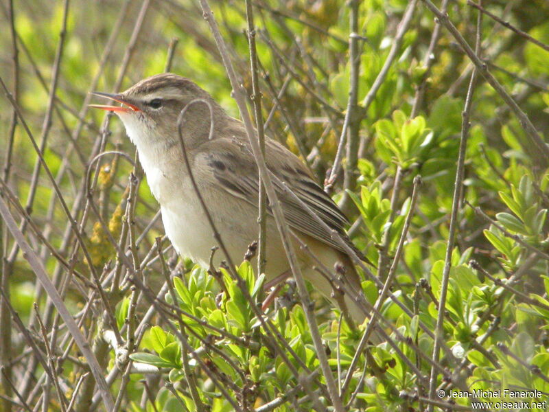 Sedge Warbler