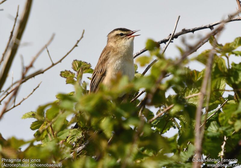 Sedge Warbler