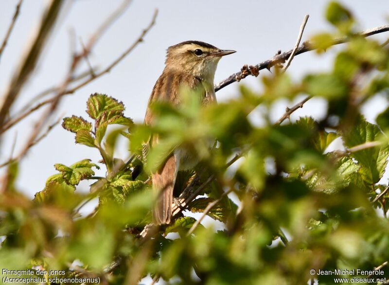 Sedge Warbler