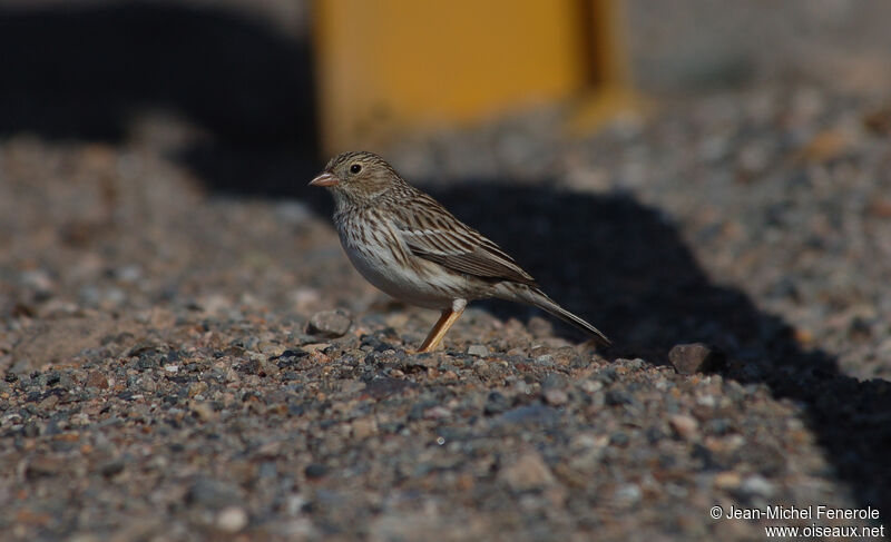 Band-tailed Sierra Finch female