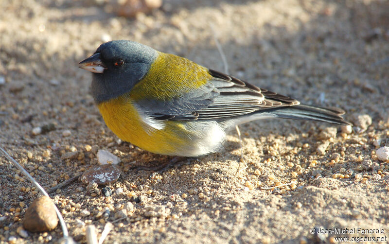 Grey-hooded Sierra Finch male