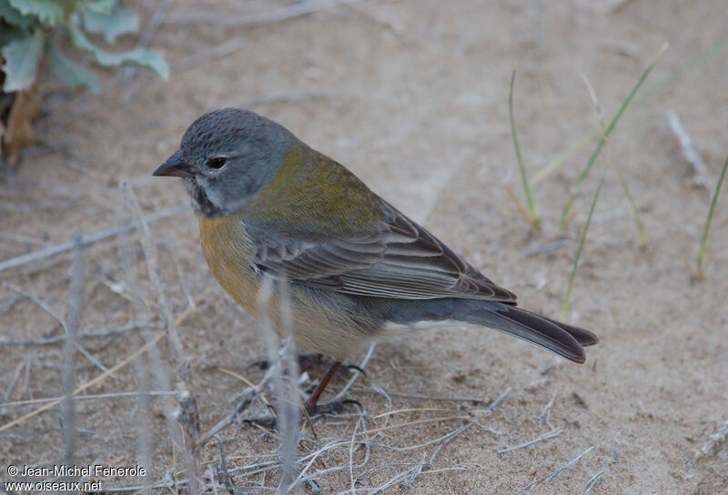 Grey-hooded Sierra Finch female adult