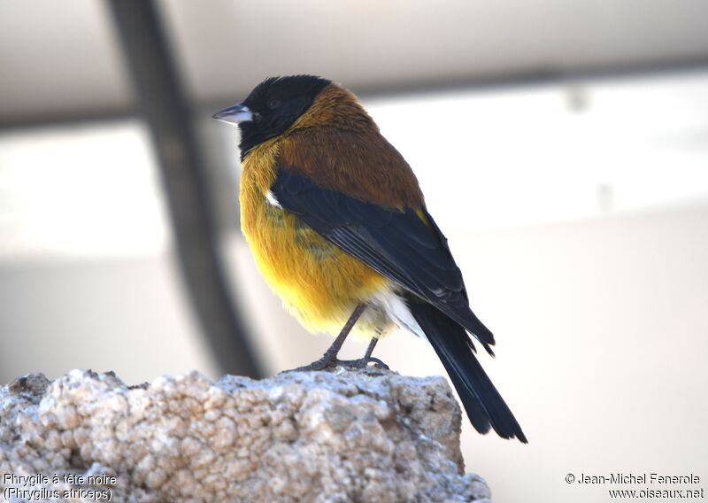 Black-hooded Sierra Finch