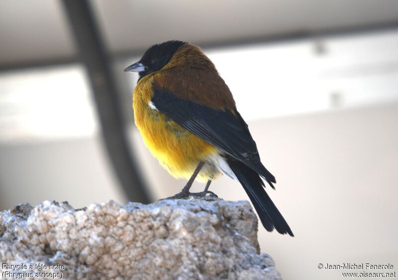 Black-hooded Sierra Finch