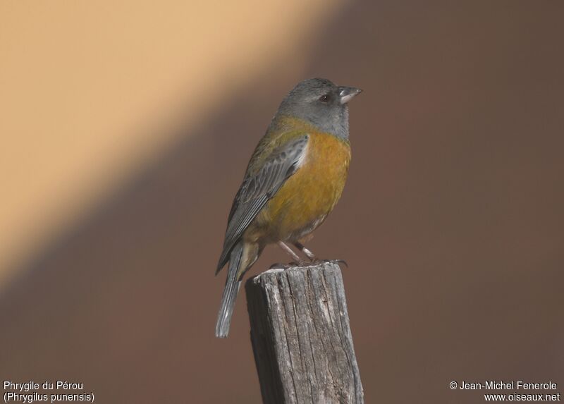 Peruvian Sierra Finch