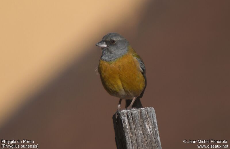 Peruvian Sierra Finch