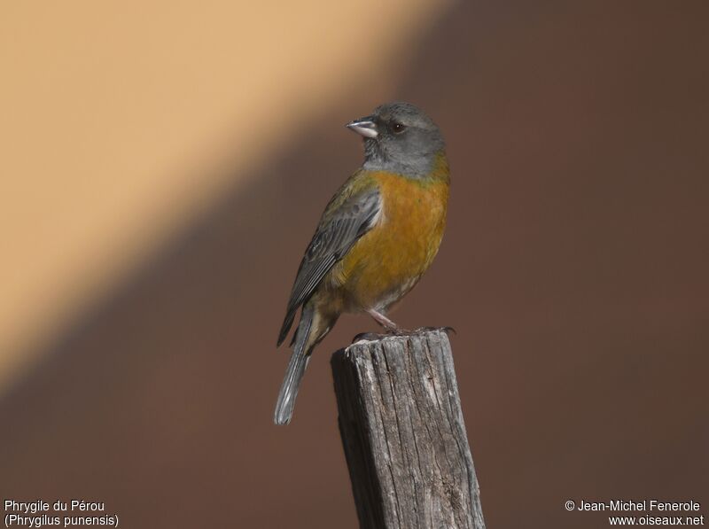 Peruvian Sierra Finch