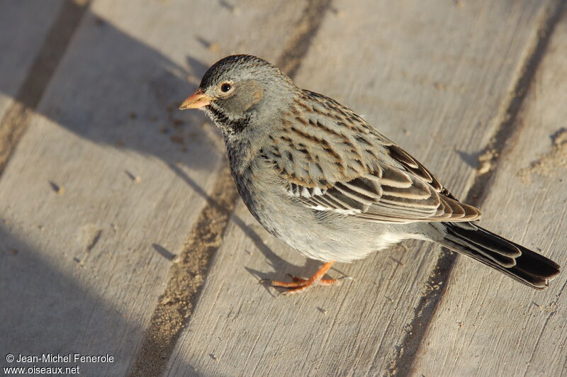 Mourning Sierra Finch female adult