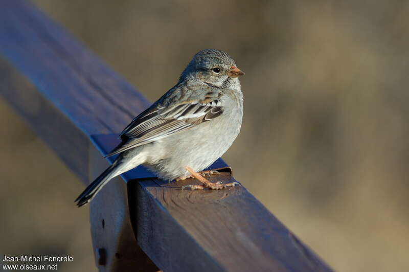 Mourning Sierra Finch female adult, identification