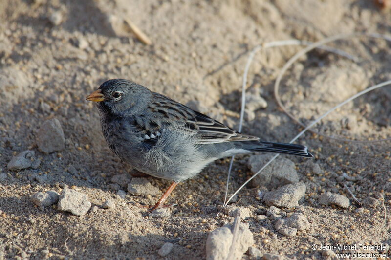 Mourning Sierra Finch male adult