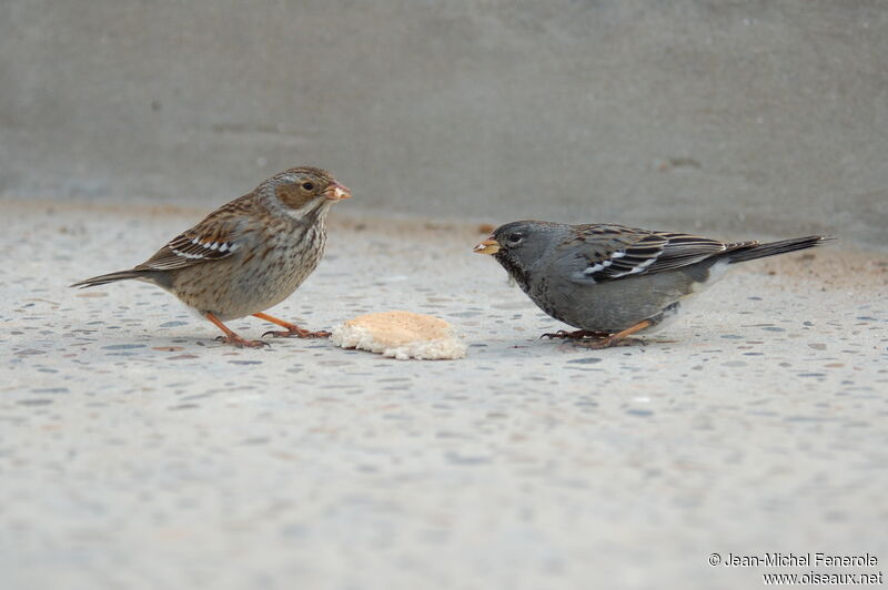 Mourning Sierra Finch adult