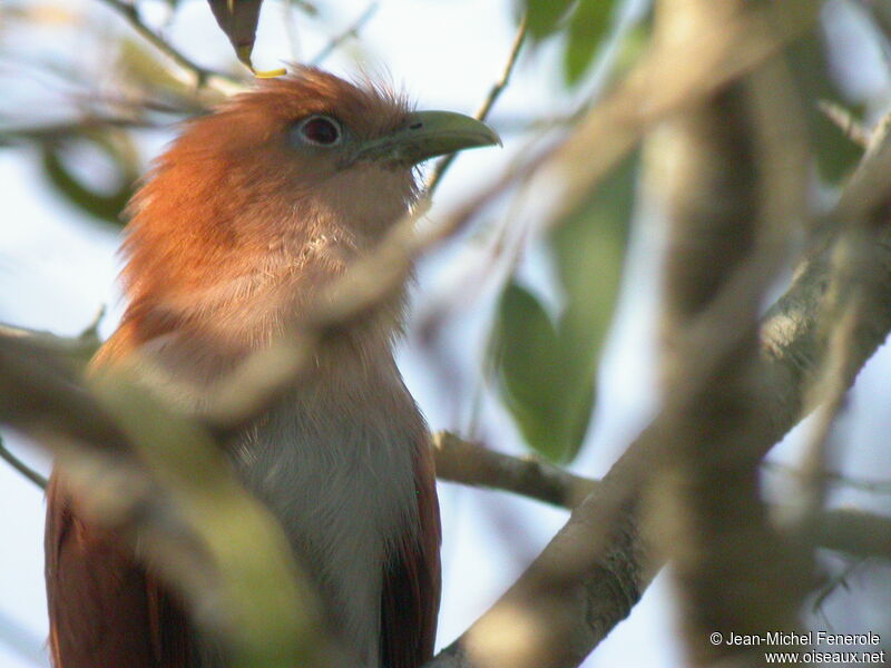 Squirrel Cuckoo