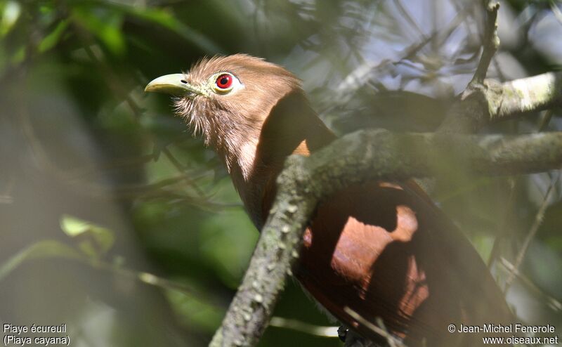 Squirrel Cuckoo