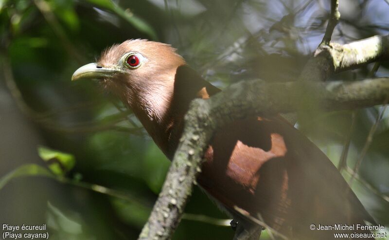 Squirrel Cuckoo