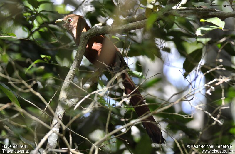 Squirrel Cuckoo