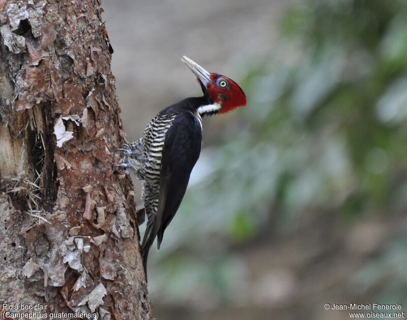 Pale-billed Woodpecker