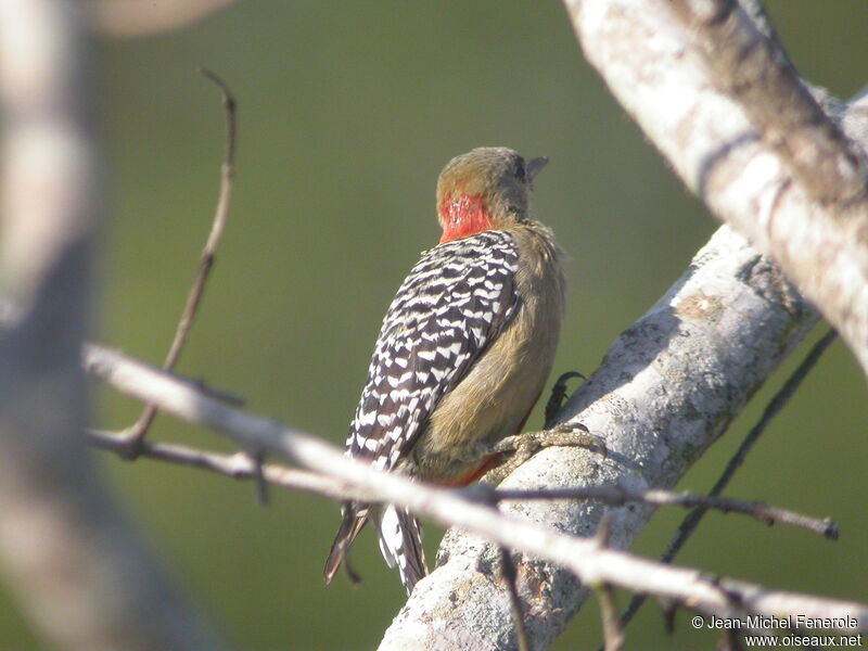 Red-crowned Woodpecker